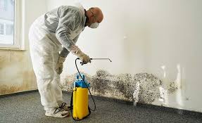 Why You Should Choose Our Mold Remediation Services in New Brighton, PA