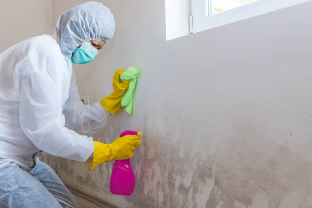 Best Mold Damage Restoration  in New Brighton, PA